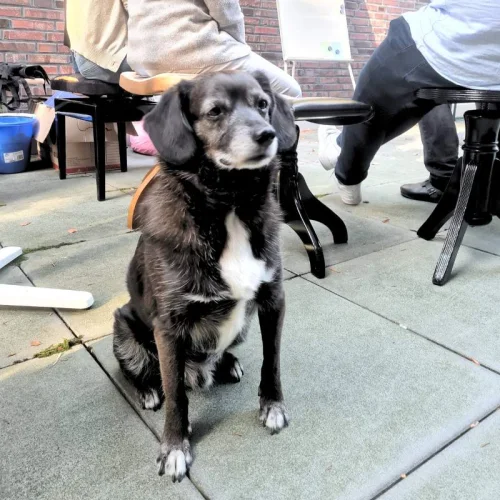 Schwarzer Hund sitzt auf dem Hof, im Hintergrund Personen auf Klavierbänken